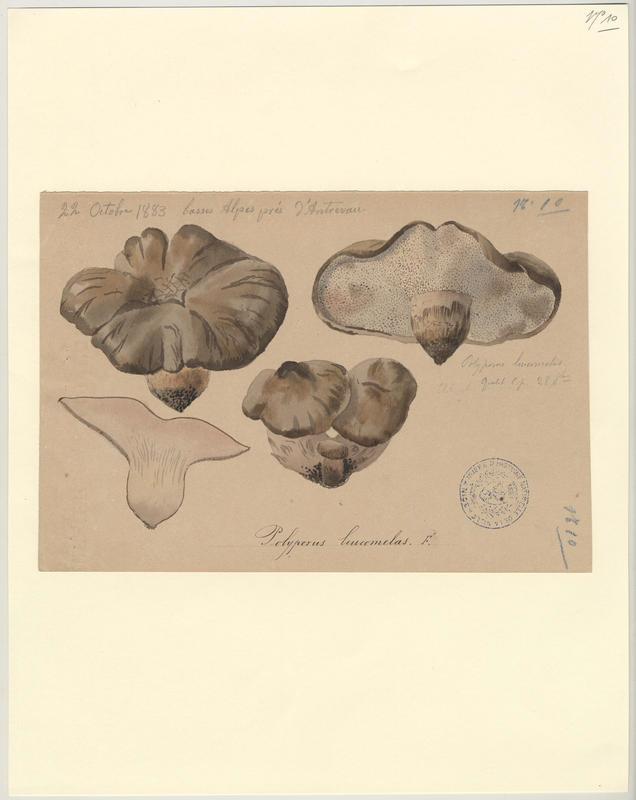 Polypore blanc-noirâtre ; champignon, Jean-Baptiste Barla, 1883