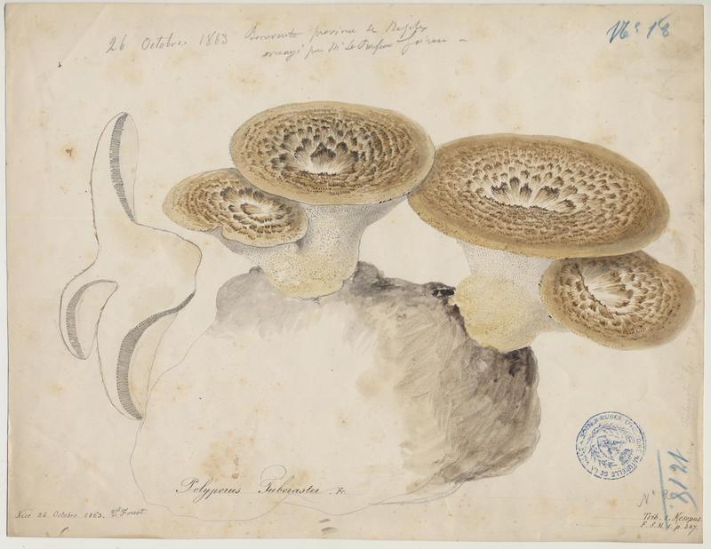 Polypore à sclérote ; champignon, Vincent Fossat, 1863