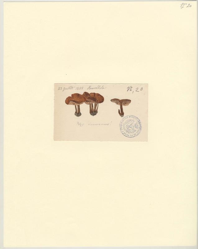 Polypore cannelle ; champignon, Jean-Baptiste Barla, 1888
