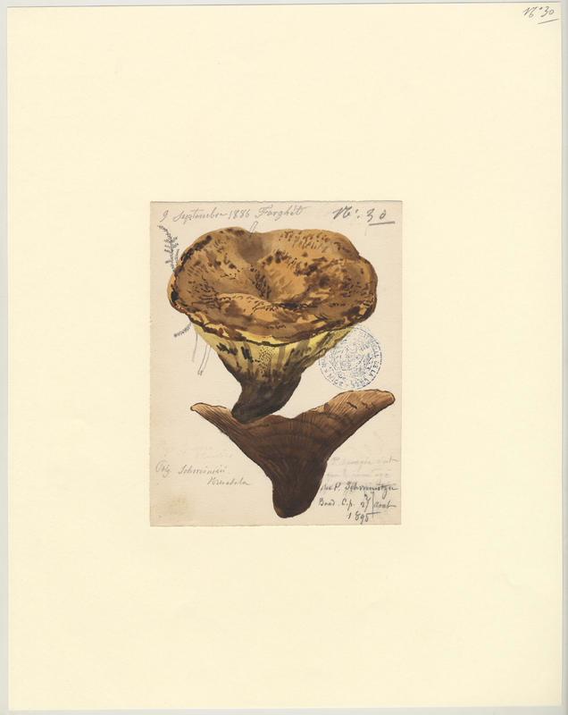 Polypore éponge ; Phéole de Schweinitz ; Polypore des teinturiers ; champignon_0