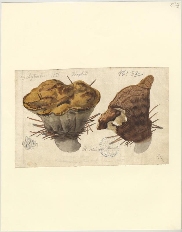 Polypore éponge ; Phéole de Schweinitz ; Polypore des teinturiers ; champignon_0