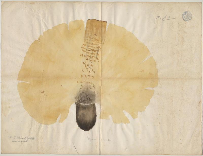 Polypore écailleux ; champignon, Jean-Baptiste Barla, 1862