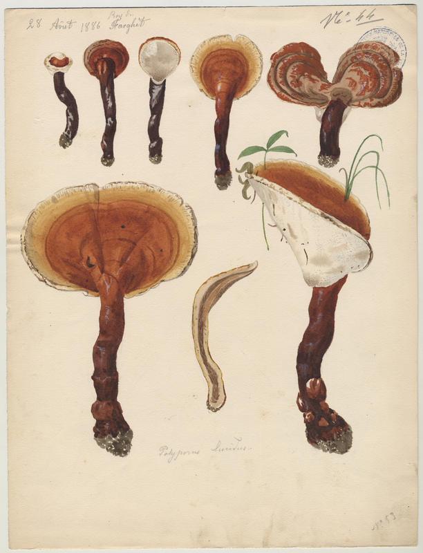Polypore ; champignon, Jean-Baptiste Barla, 1886