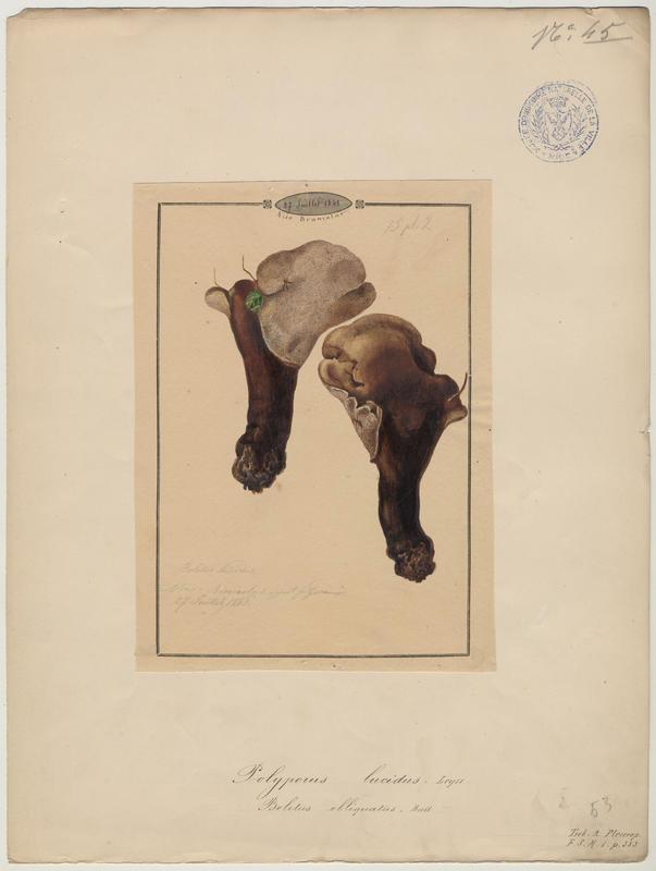 Polypore ; champignon, Jean-Baptiste Barla, 1845