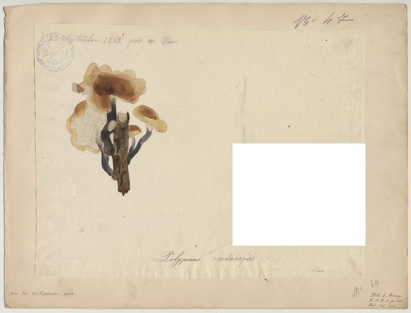Polypore à pied noir ; champignon, Jean-Baptiste Barla, 1862