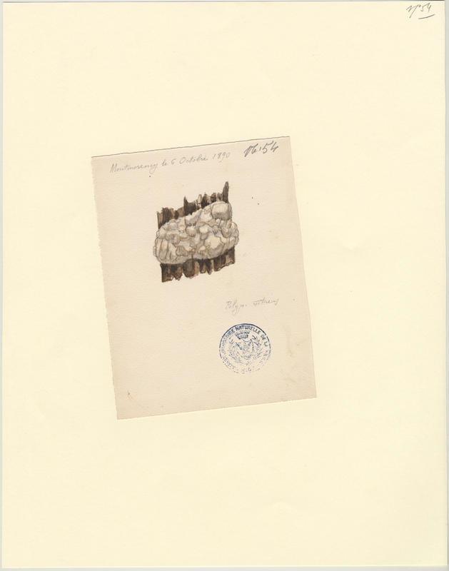 Polypore vitreux ; champignon, Jean-Baptiste Barla, 1890