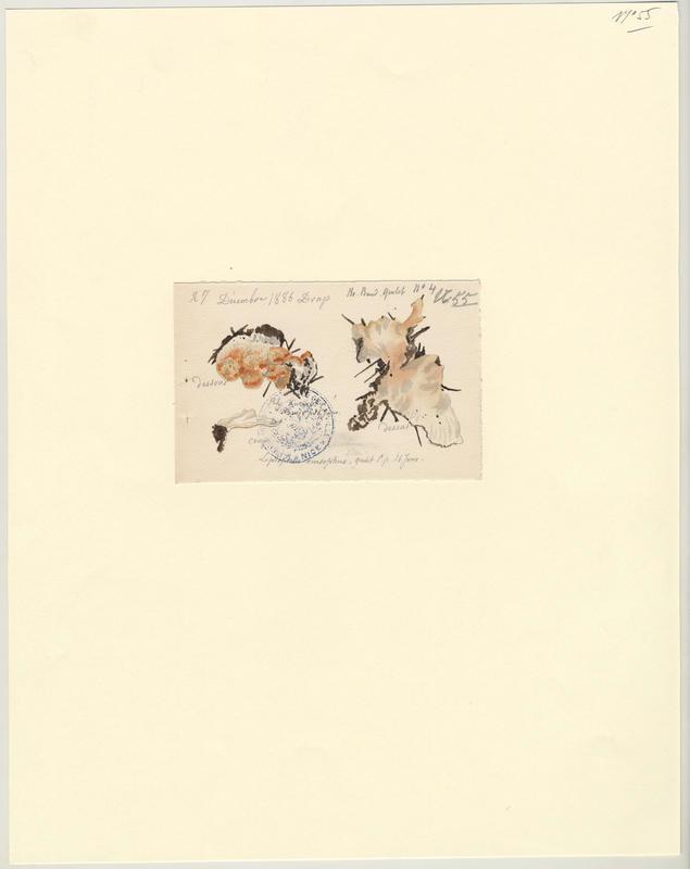 Tramète saumonée ; champignon, Jean-Baptiste Barla, 1886