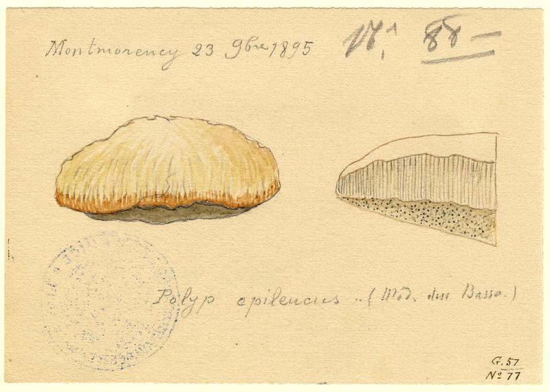 Polypore ; champignon, P. Basso, 1895