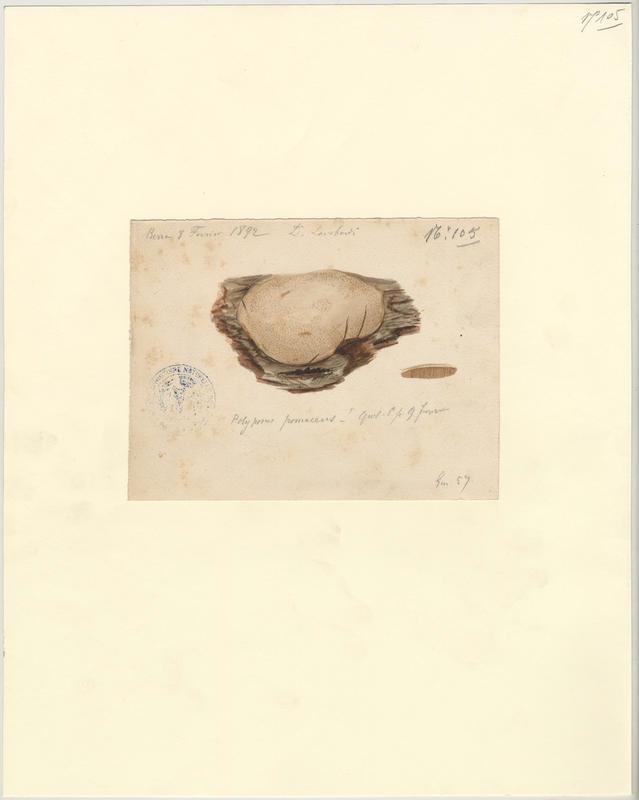 Polypore des vergers ; Phellin des arbres fruitiers ; champignon, Charles Lombardi, 1892