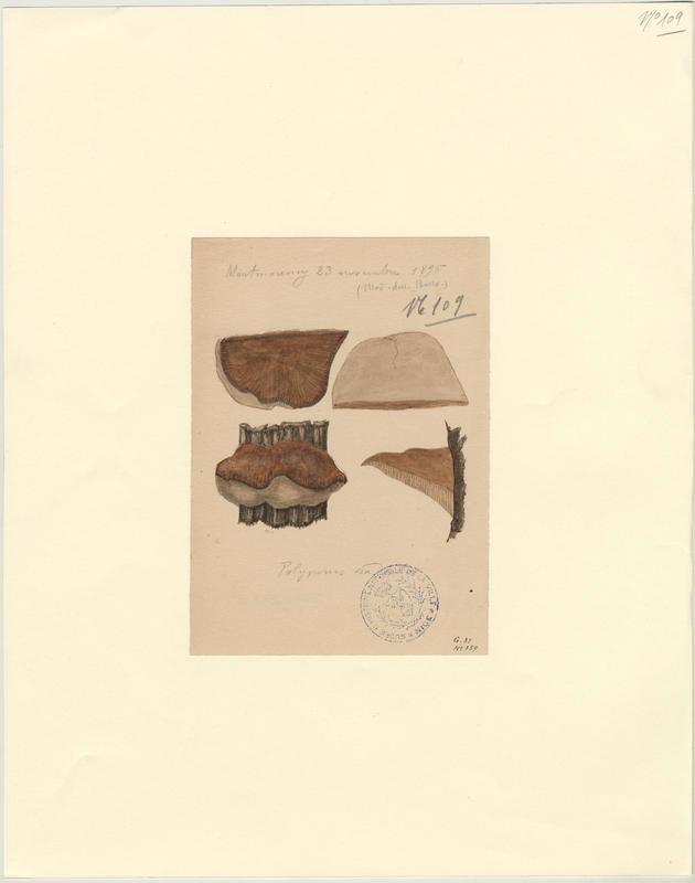 Polypore radié ; champignon, P. Basso, 1895