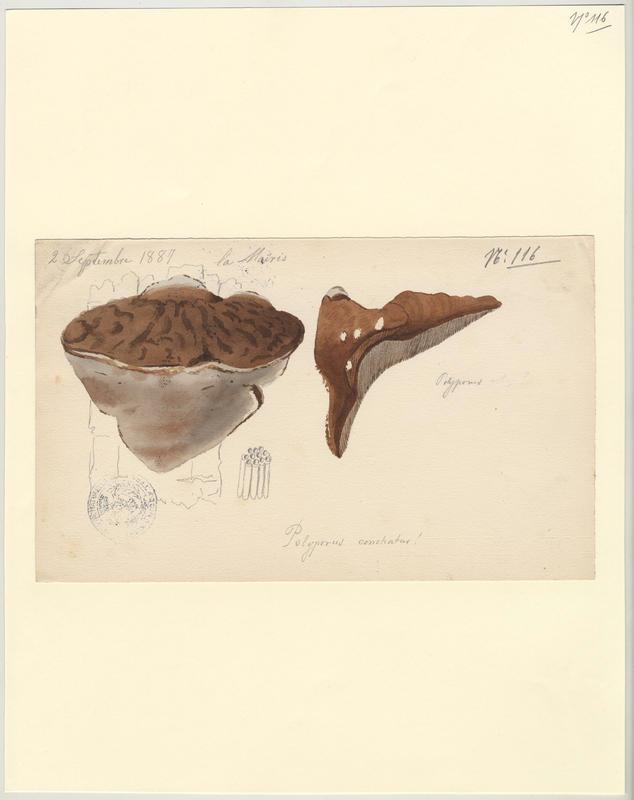 Polypore coquille ; champignon, Jean-Baptiste Barla, 1887