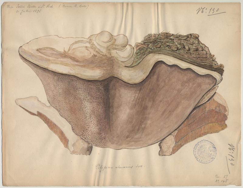 Polypore de l'orme ; champignon, P. Basso, 1895