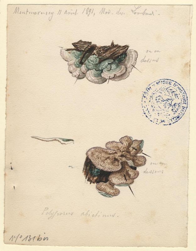 Polypore du sapin ; champignon, Charles Lombardi, 1891