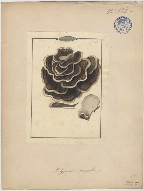 Tramète versicolore ; champignon, Jean-Baptiste Barla, 19e siècle