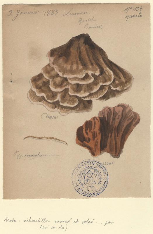 Tramète versicolore ; champignon_0