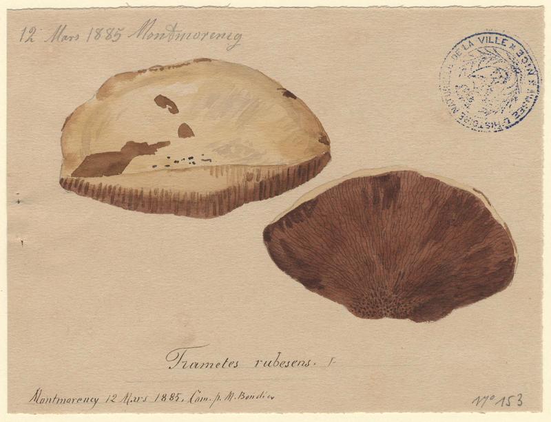 Tramète rougissante ; champignon_0