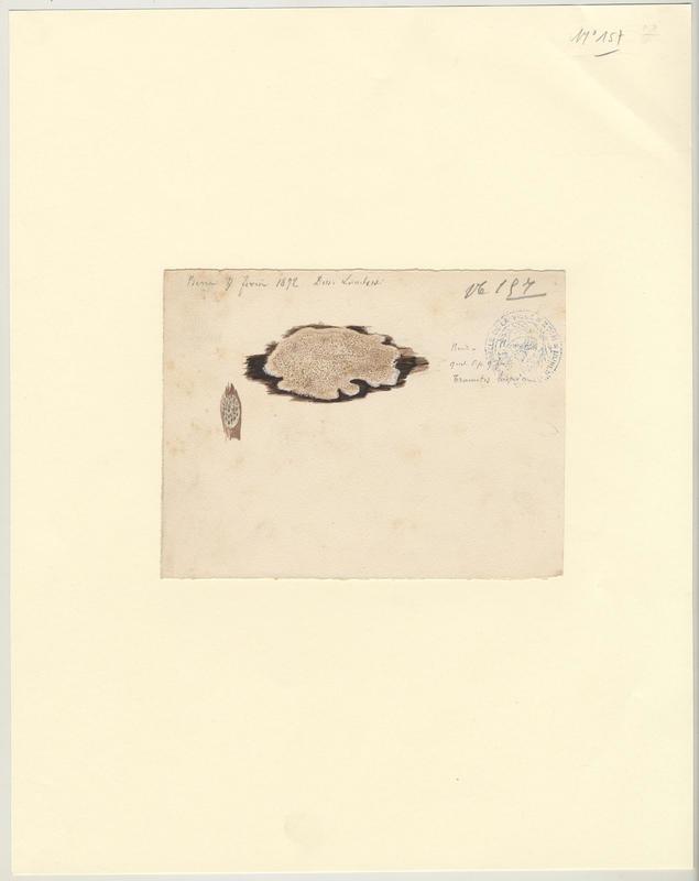 Tramète hérissée (?) ; champignon, Charles Lombardi, 1892
