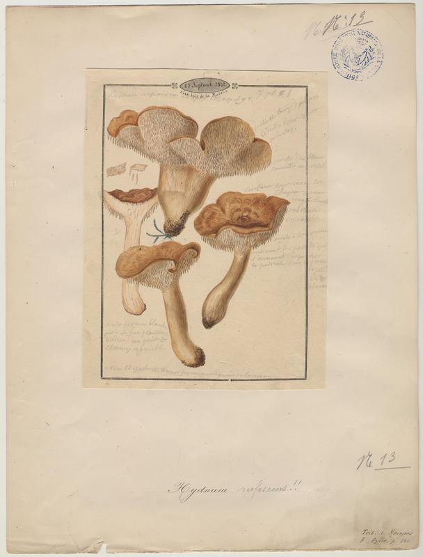 Hydne roussissant ; champignon_0