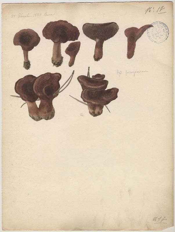 Hydne ferrugineux ; champignon_0