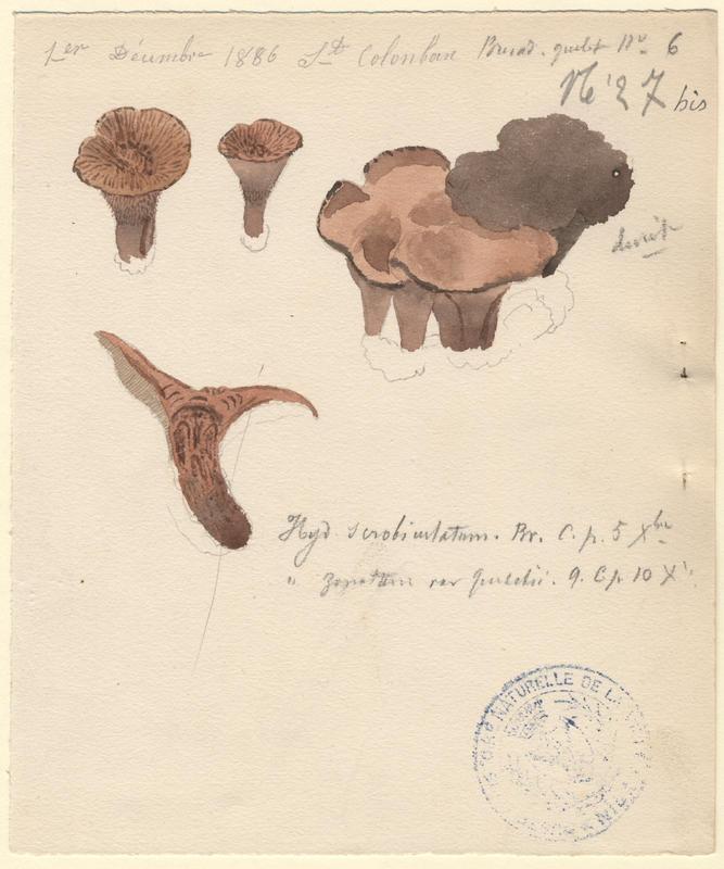 Hydne scrobiculé ; champignon_0