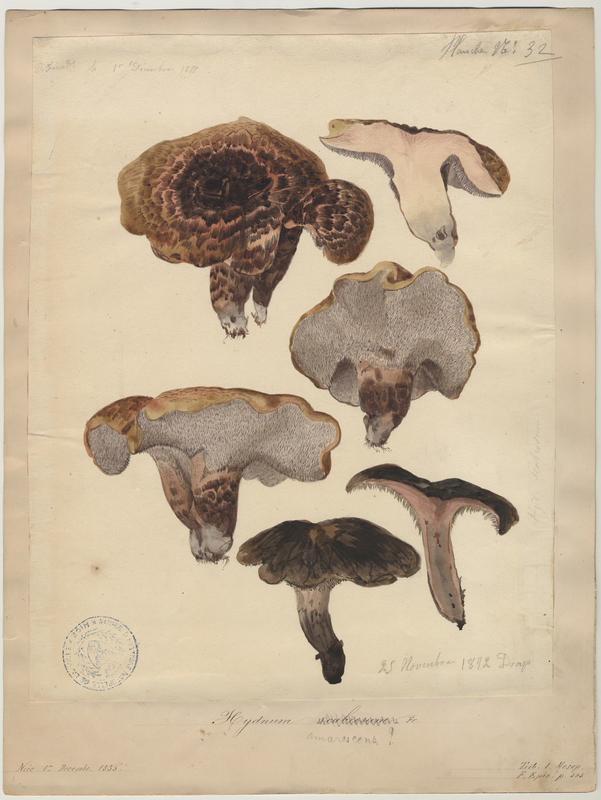 Hydne rugueux ; champignon, Vincent Fossat, 1855