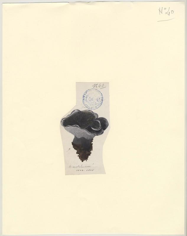 Hydne ; champignon, Jean-Baptiste Barla, 19e siècle