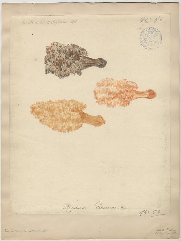 Hydne hérisson ; champignon_0