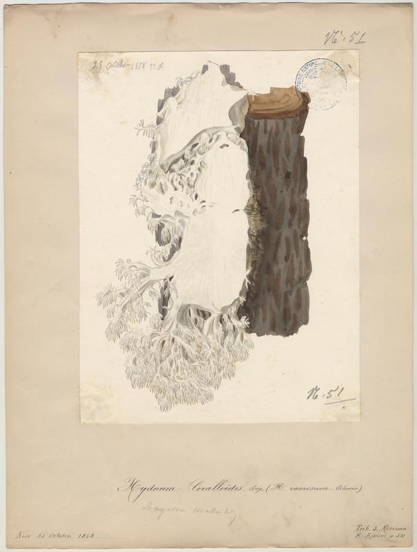 Hydne corail ; champignon, Vincent Fossat, 1858