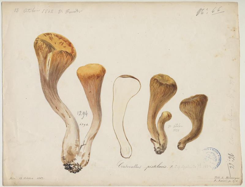 Clavaire tronquée ; champignon, Vincent Fossat, 1862