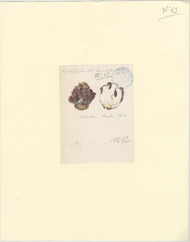 Chanterelle violette ; champignon_0