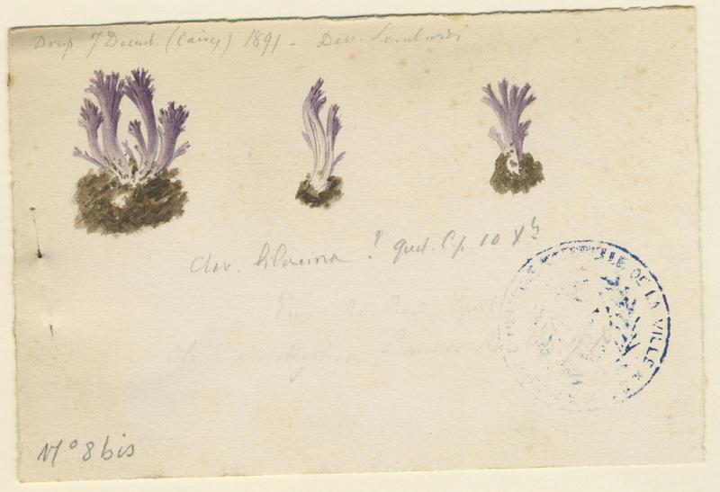 Clavaire lilas (?) ; champignon, Charles Lombardi, 1891
