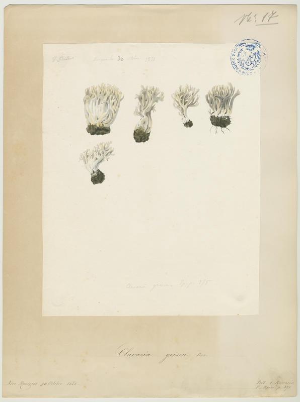 Clavaire cendrée ; champignon, Vincent Fossat, 1855