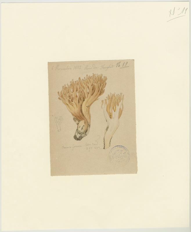 Clavaire jolie ; Ramaire jolie ; champignon_0
