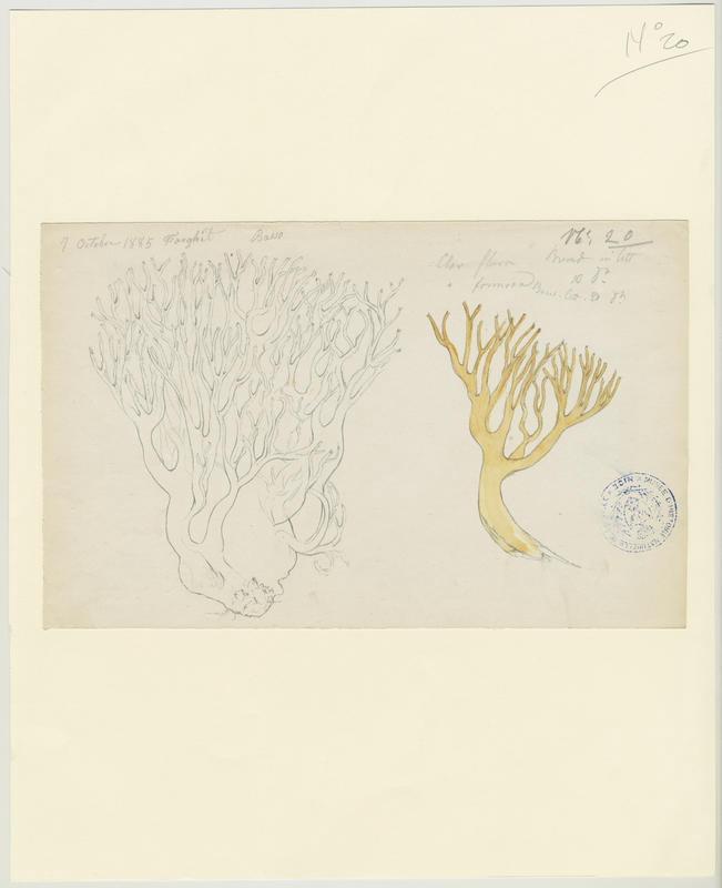 Clavaire jolie ; Ramaire jolie ; champignon, P. Basso, 1885