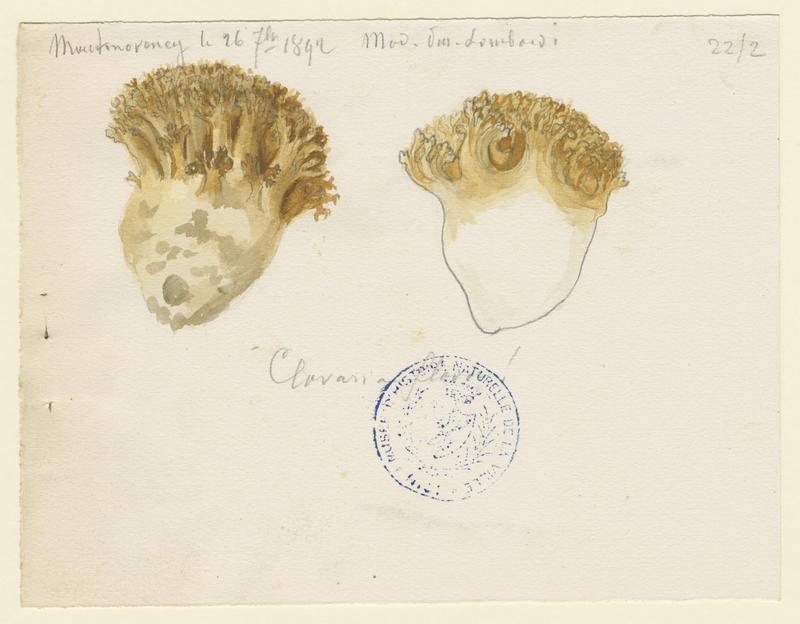 Clavaire jaune ; champignon, Charles Lombardi, 1892
