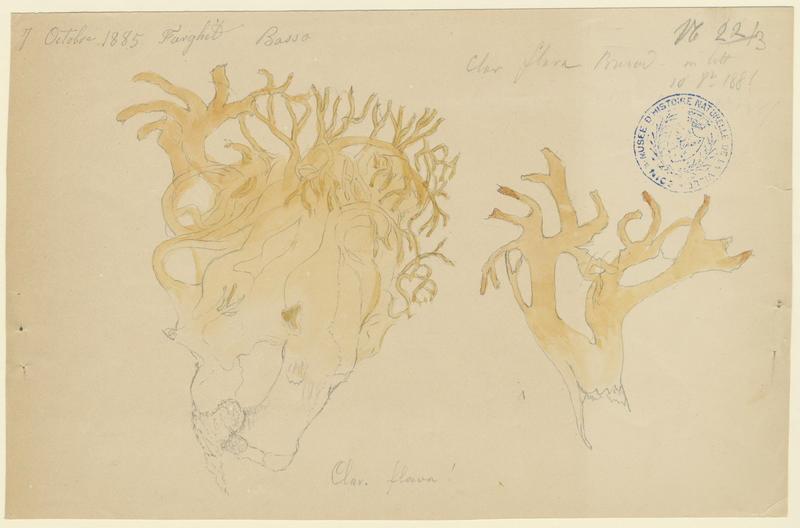 Clavaire jaune ; champignon, P. Basso, 1885