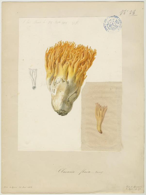 Clavaire jaune ; champignon, Vincent Fossat, 1858