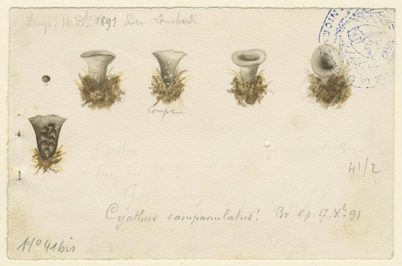 Cyathe ; champignon, Charles Lombardi, 1891