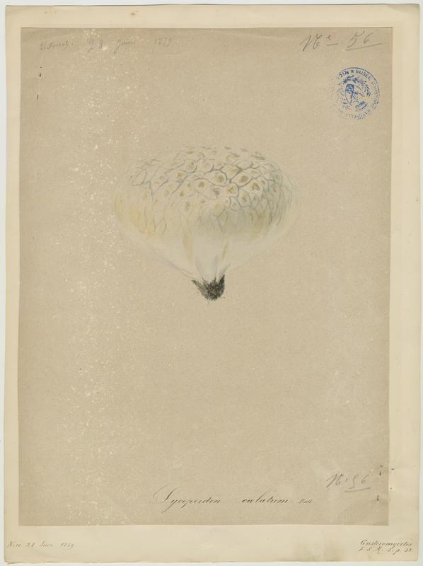 Vesse de loup en outre ; champignon, Vincent Fossat, 1859