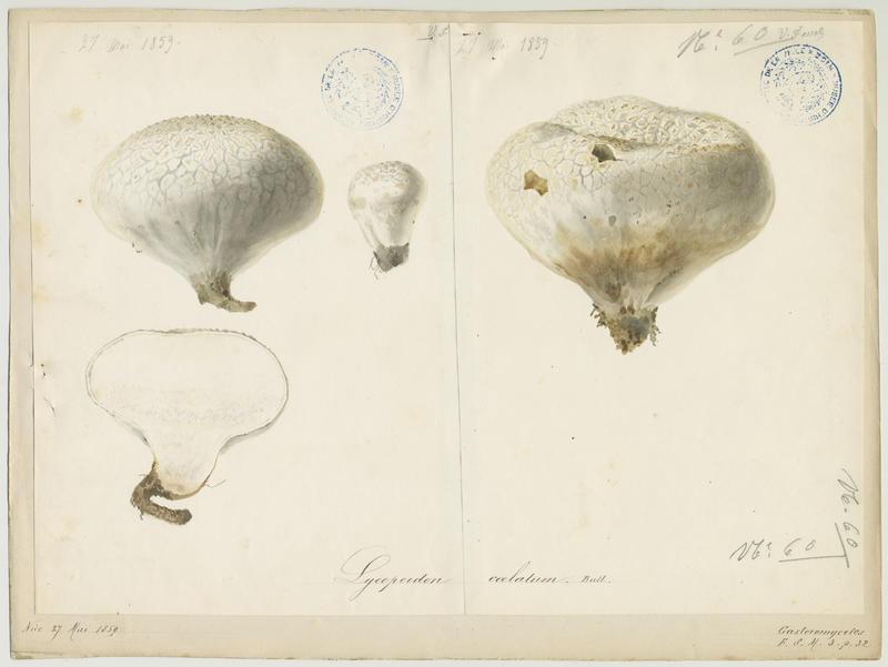 Vesse de loup en outre ; champignon, Vincent Fossat, 1859