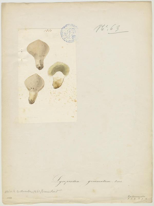 Vesse de loup perlée ; champignon_0