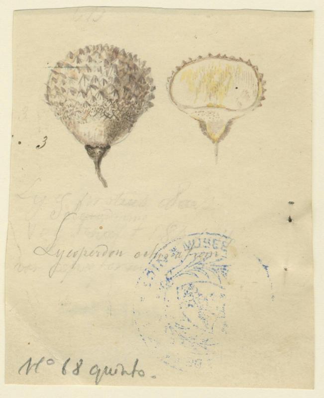 Vesse de Loup épineuse ; Vesse de Loup hérisson ; champignon, Jean-Baptiste Barla, 19e siècle