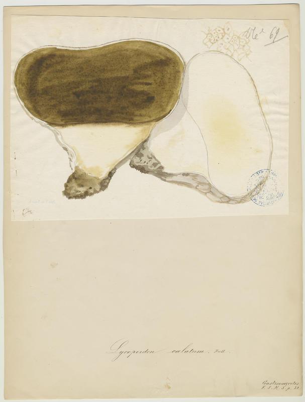 Vesse de loup en outre ; champignon, Jean-Baptiste Barla, 19e siècle
