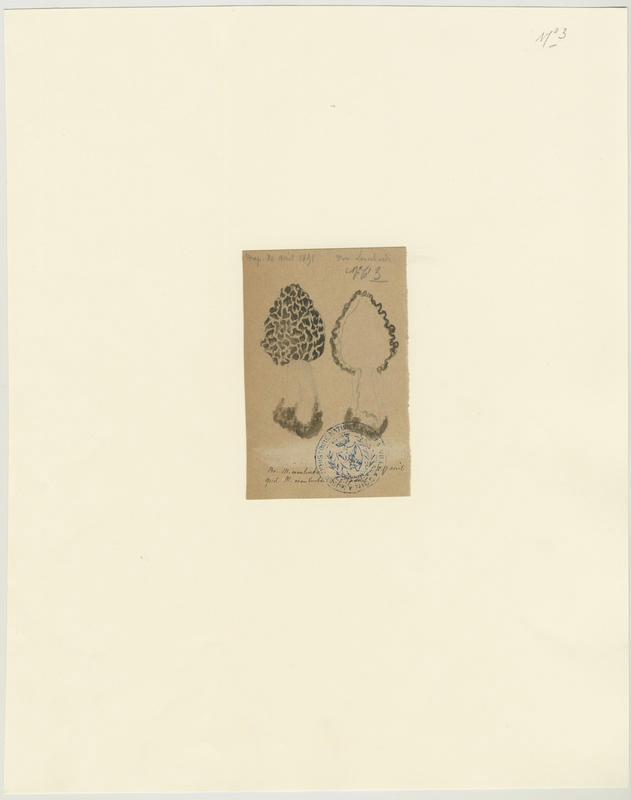 Morille commune ; champignon, Charles Lombardi, 1891