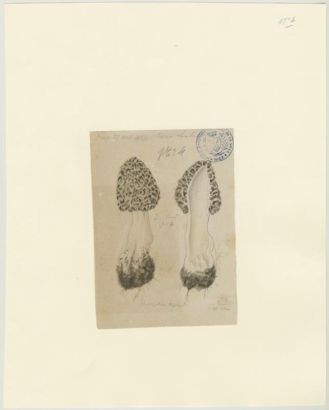 Morille commune ; champignon, Charles Lombardi, 1891