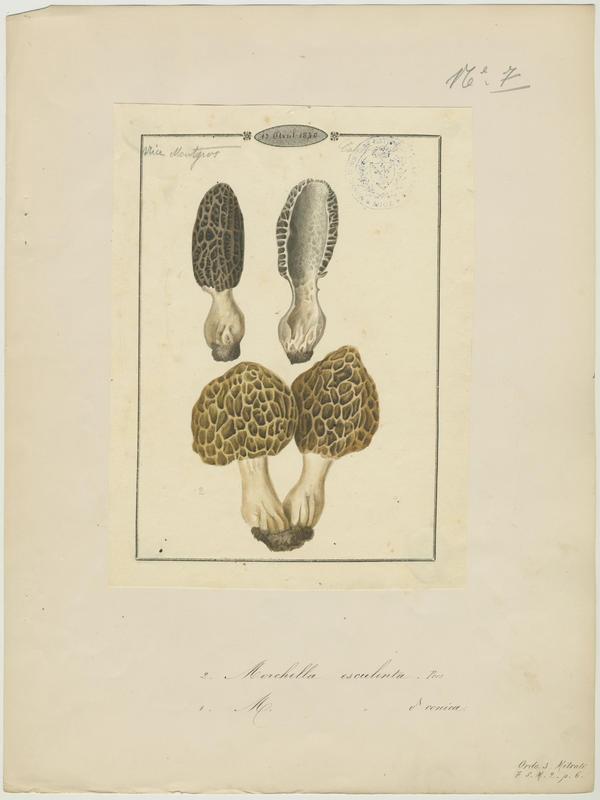 Morille commune ; champignon, Jean-Baptiste Barla, 1840
