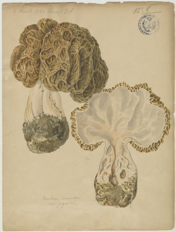 Morille commune ; champignon, Vincent Fossat, 1884