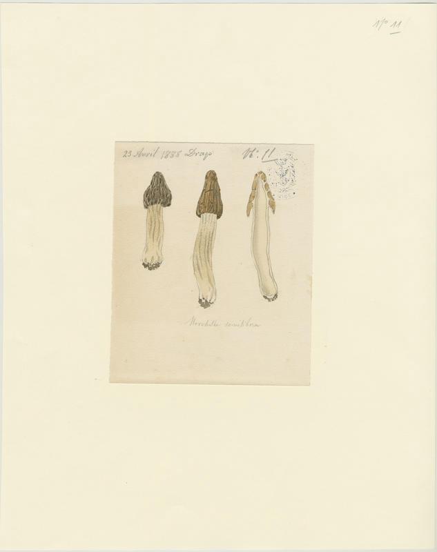 Morillon ; champignon_0