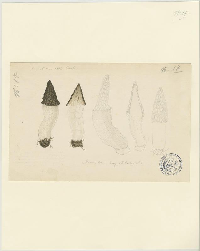 Morille élevée ; champignon, Jean-Baptiste Barla, 1891