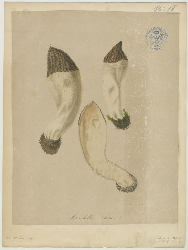 Morille élevée ; champignon, Vincent Fossat, 1859